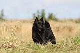 SCHIPPERKE 010